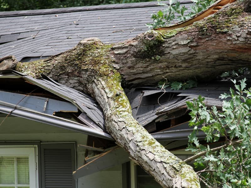 tree fallen on house